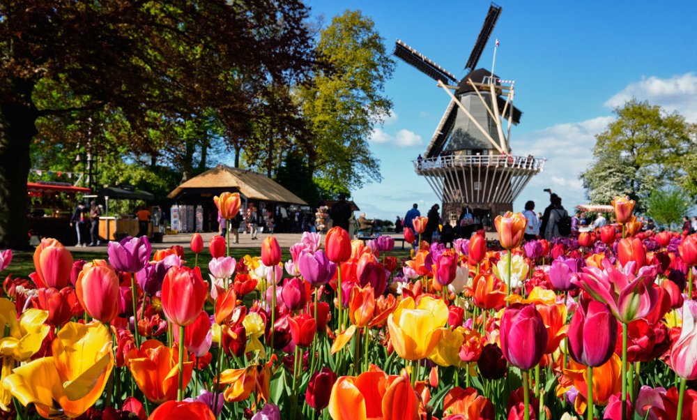 keukenhof-netherlands-tulips
